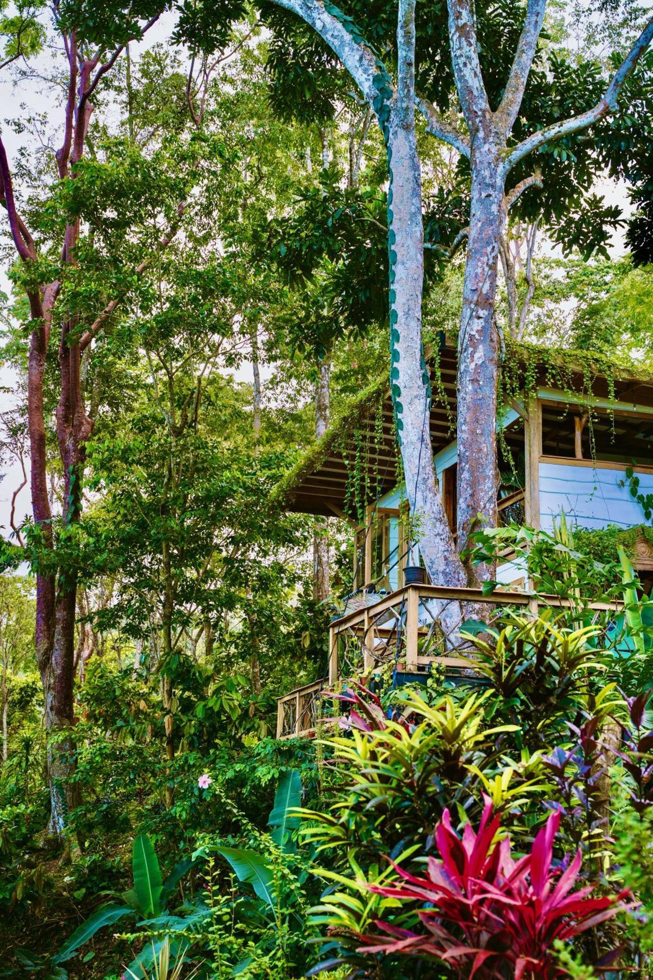Villa Jungle Spirit Treehouse à Cahuita Extérieur photo