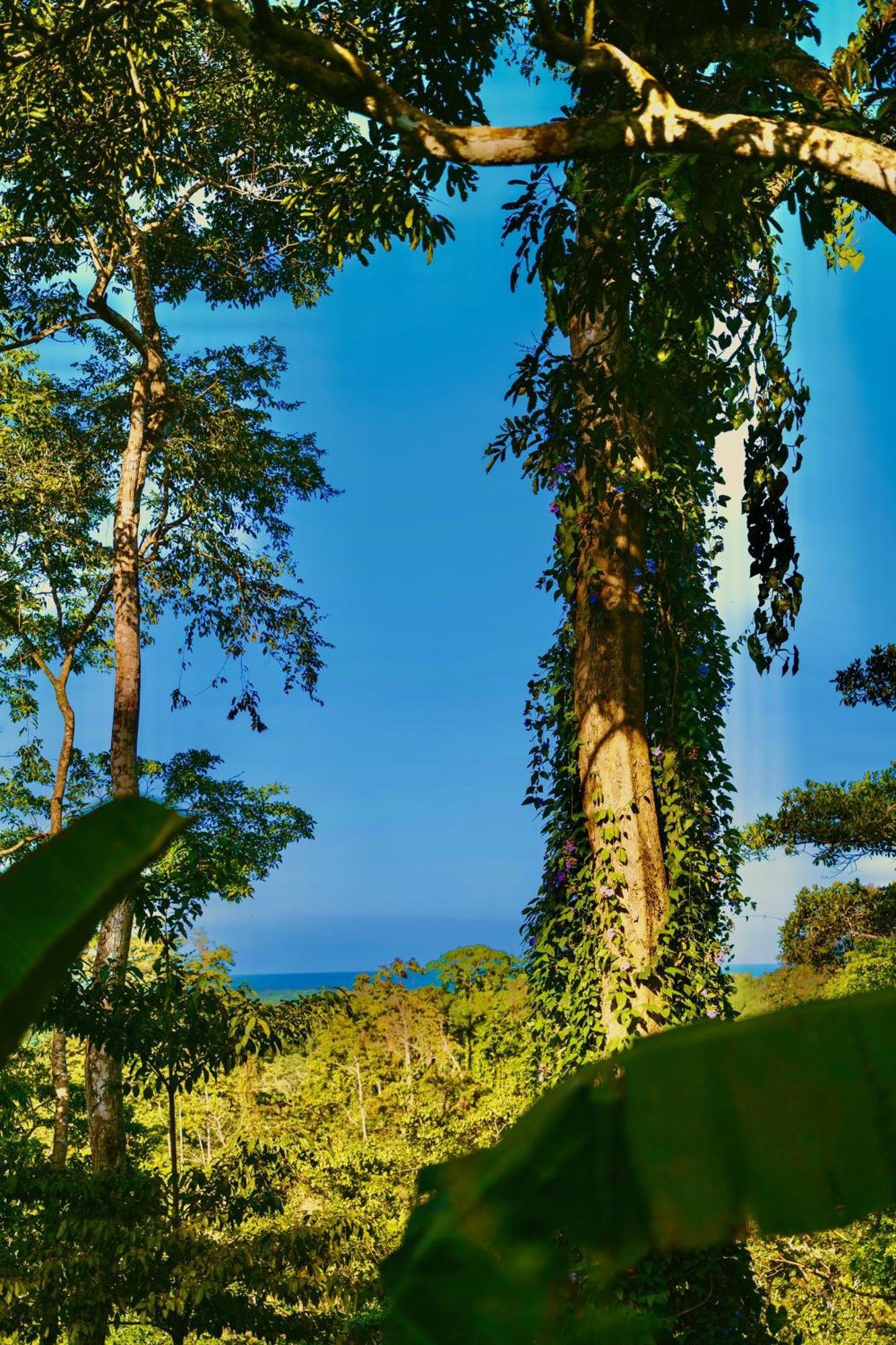 Villa Jungle Spirit Treehouse à Cahuita Extérieur photo