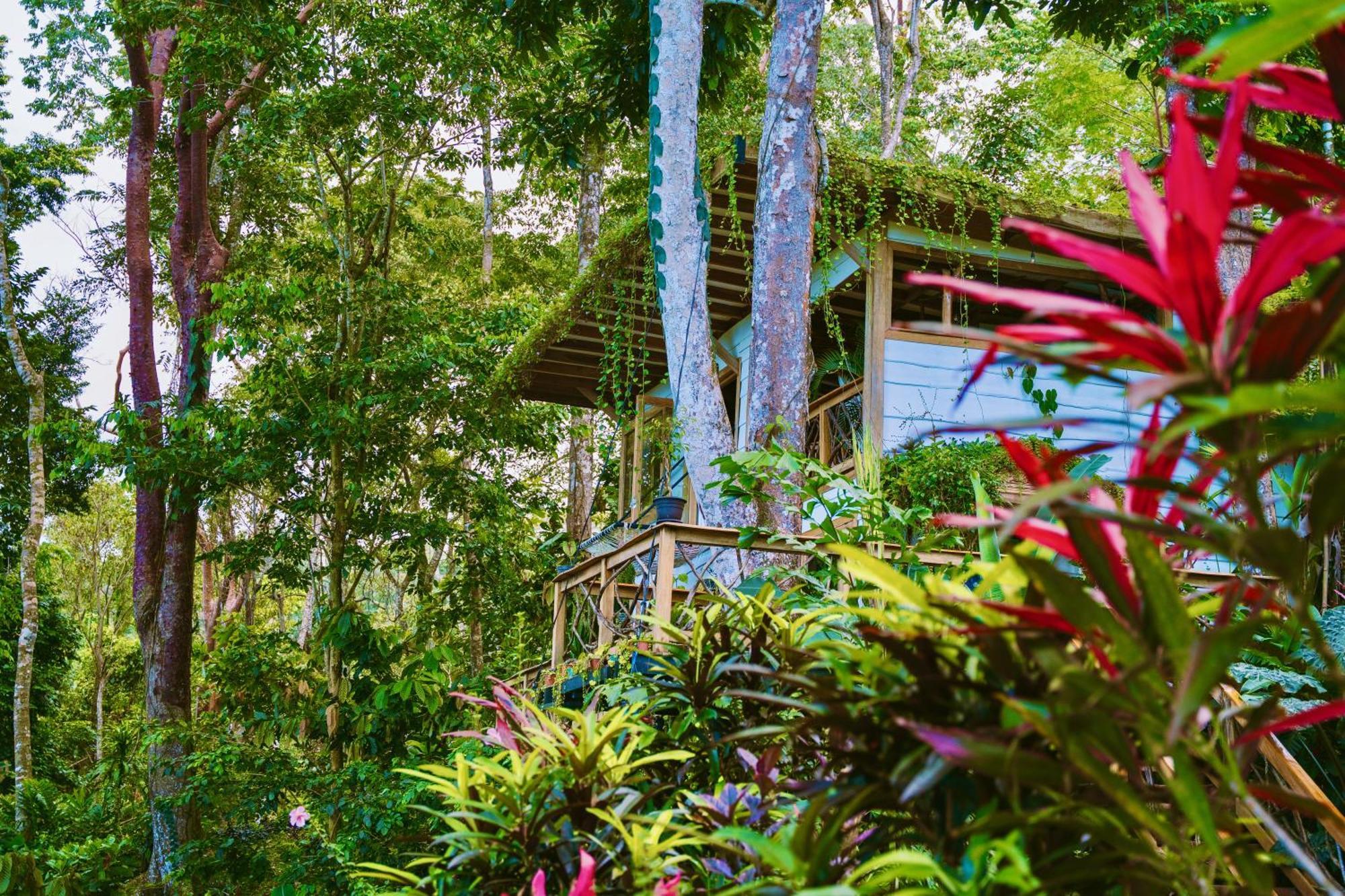 Villa Jungle Spirit Treehouse à Cahuita Extérieur photo